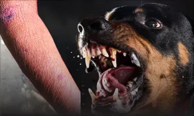 Chiens de race, chiens agressifs ? Deux pensionnaires agressées en moins de 24 heures