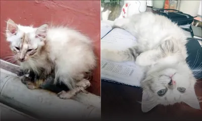 Après la disparition de leur chaton de 5 mois : une famille lance un appel à l’aide et propose une récompense