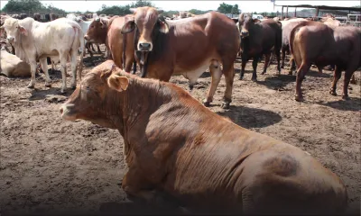 Vaccin contre la fièvre aphteuse : baisse de 40 % de la production laitière