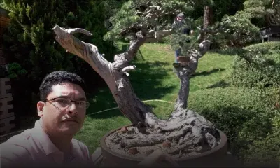 Xavier de Lapeyre : le bonsaï, tout un art