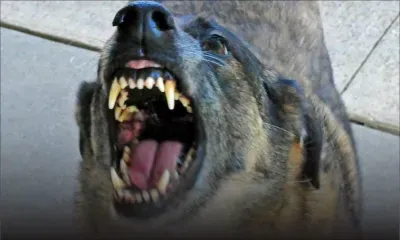 À St-Pierre : mordue par un chien pour la deuxième fois