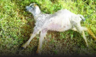 À Rodrigues - Chiens errants : une menace constante pour les éleveurs