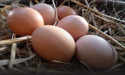 Un voleur amateur d’œufs