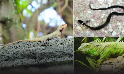 Des reptiles rôdent dans un quartier de Beau-Bassin