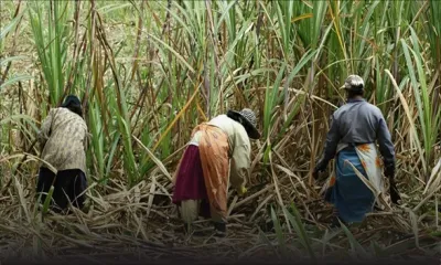 Récolte sucrière 2022 : 190 702 tonnes de sucre produites à ce jour