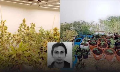 À Rivière-des-Anguilles : démantèlement d’une «usine» de production de cannabis