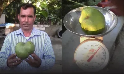 Quatre-Sœurs : il cueille une mangue pesant plus d’un kilo