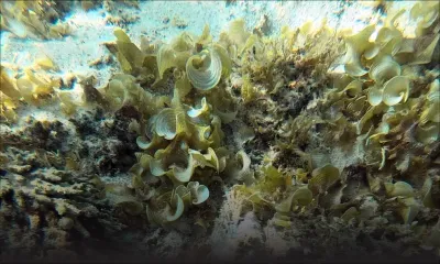 Écosystème marin : les récifs coralliens en danger