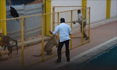 Inde: un léopard attaque plusieurs personnes dans une école