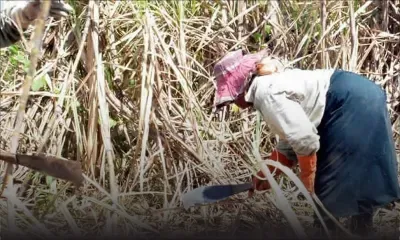 Révision salariale : une grève plane sur l’industrie sucrière