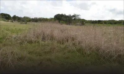 Projet de centrale à les Salines: les recommandations de Mott Macdonald dévoilées