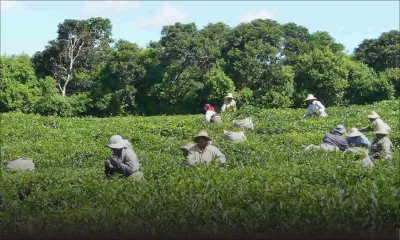 Consommation - Thé glacé: la production locale a plus que doublé en un an