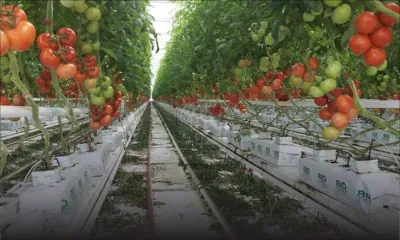 Forte odeur dans une plantation hydroponique : le problème résolu après la visite de la police de l’Environnement