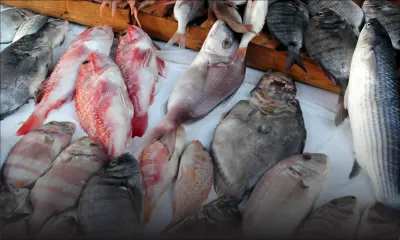 Aquaculture: NICE veut créer des futurs entrepreneurs