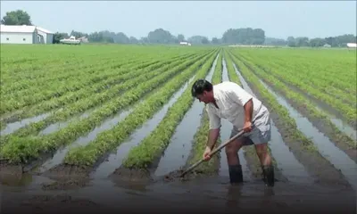 Mauvais temps : jusqu’à 75 % des récoltes détruites 