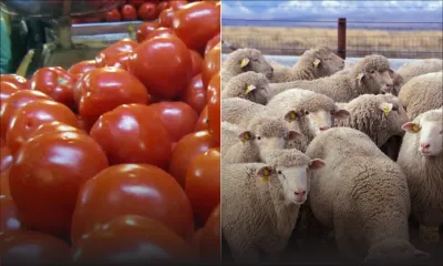 En pleine période de confinement : des voleurs de tomates et de bétail sévissent dans l'Est