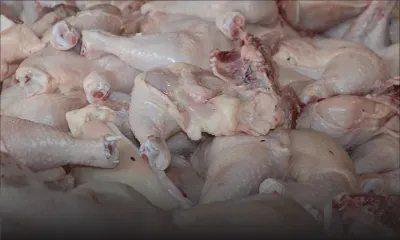 Poulet frais : vers un retour à la normale à la fin de septembre 