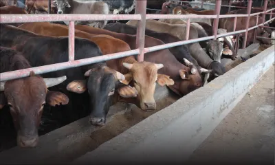 La relance du secteur laitier: création d’emplois à plusieurs niveaux