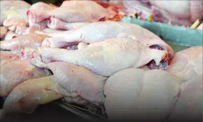 Fausse alerte à la salmonelle : les ventes de poulets ne sont pas affectées