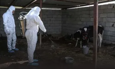 Irak: 27 décès dus à la fièvre du Congo depuis le début de l'année