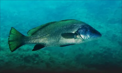 Présence des poissons l’ombrine et barr : des pêcheurs inquiets   