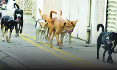 Impasse Barbier, Camp-Levieux: les chiens errants pourrissent leur vie
