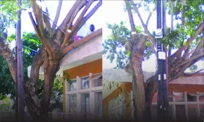 Fort Victoria, Cassis: un arbre représente un danger pour la sécurité publique