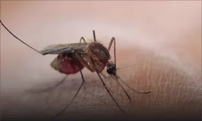 Démasquer un criminel grâce à un moustique? Peut-être un jour