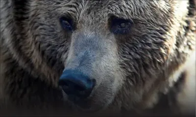 USA : un campeur se réveille la tête dans la gueule d'un ours