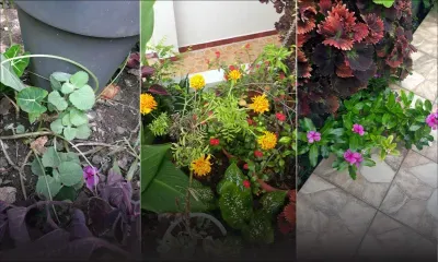 Pharmacie naturelle : des herbes qui valent de l’or