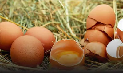 Œufs : les prix plus chers en hiver