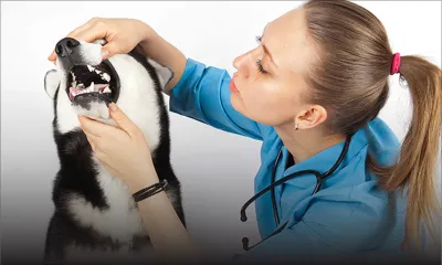 Le détartrage pour les dents du chien