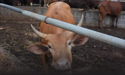 Fièvre aphteuse: la compensation aux éleveurs et importateurs décidée ce vendredi