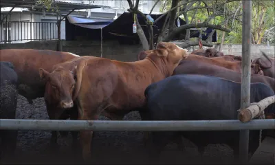 Peut-on consommer la viande d’un animal souffrant de fièvre aphteuse?