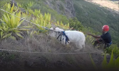 Sauvetage d’un bouc à Corps-de-Garde: comme si vous y étiez