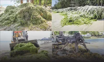 Plus de 100 tonnes d’algues retirées de nos plages