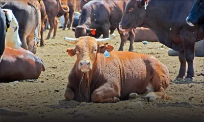 Fièvre aphteuse : le pire aurait-il pu être évité ?