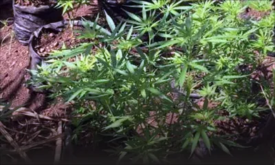 Des plants de cannabis d’une valeur de Rs 2 M déracinés