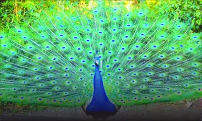 Dans un temple à Quatre-Bornes : un paon porté disparu