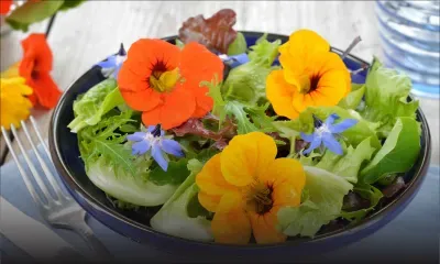 Fleurs comestibles : du jardin à la table