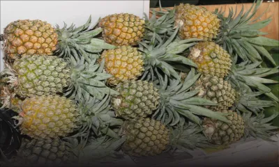 Agroalimentaire - Fruits d’été : les exportateurs lorgnent des marchés juteux