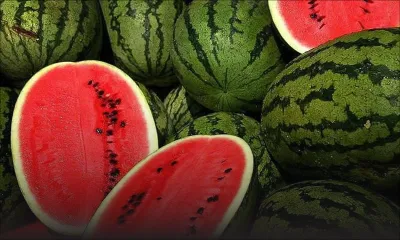 Agriculture : production juteuse de 1 400 tonnes pour le melon d’eau   