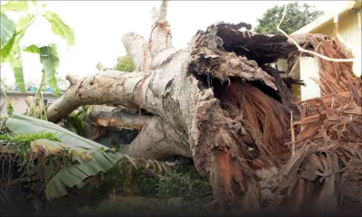 Bon à savoir : qui doit intervenir quand un arbre représente un danger ?