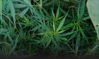 Bois-Marchand : des plants de cannabis déracinés chez un homme de 35 ans