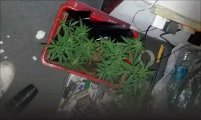 Bramsthan : un homme de 26 ans cultivait du cannabis chez lui
