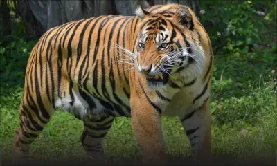 Indonésie : un homme tué par un tigre dans un parc national