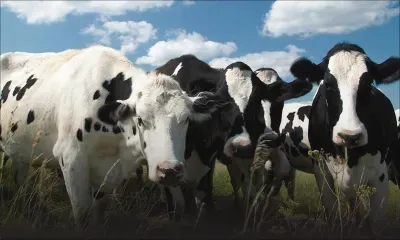 Coupures d’eau : les vaches laitières souffrent aussi de la sécheresse