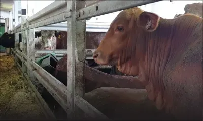 Importation de bétail : la continuité pour Agro-boss Feedlot Co. Ltd