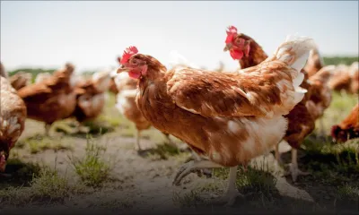 L’importation de volailles depuis Rodrigues à nouveau autorisée