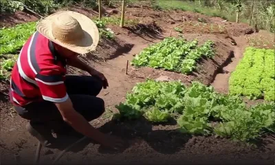 Manque d’eau pour l’irrigation : la détresse des planteurs de légumes 